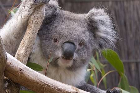 Koala looking from the branches, Australia