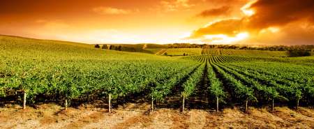 Sunset Vineyard Panorama