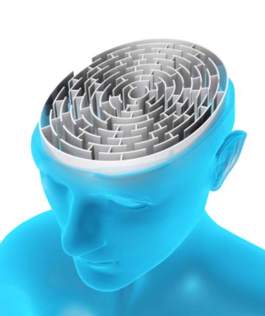 Brain