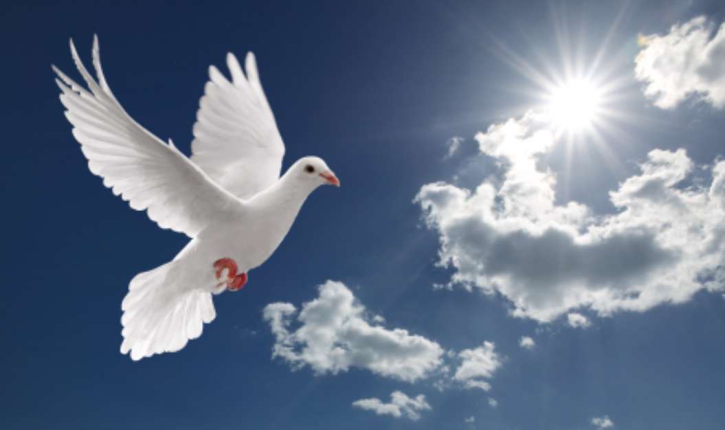 dove in the sky