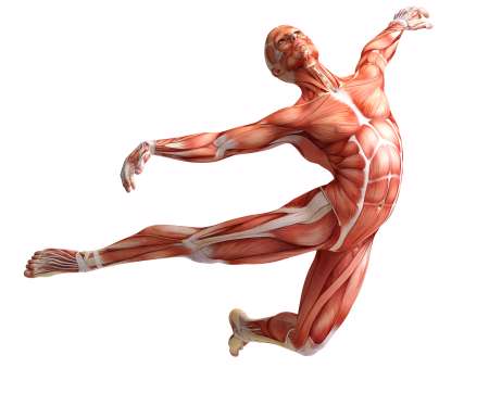 anatomy, muscles