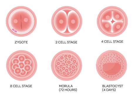 Fertilized egg development.