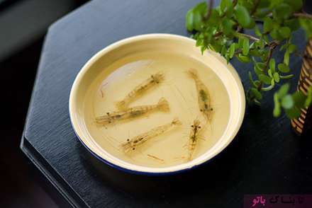 نقاشی های سه بعدی باورنکردنی از موجودات دریایی