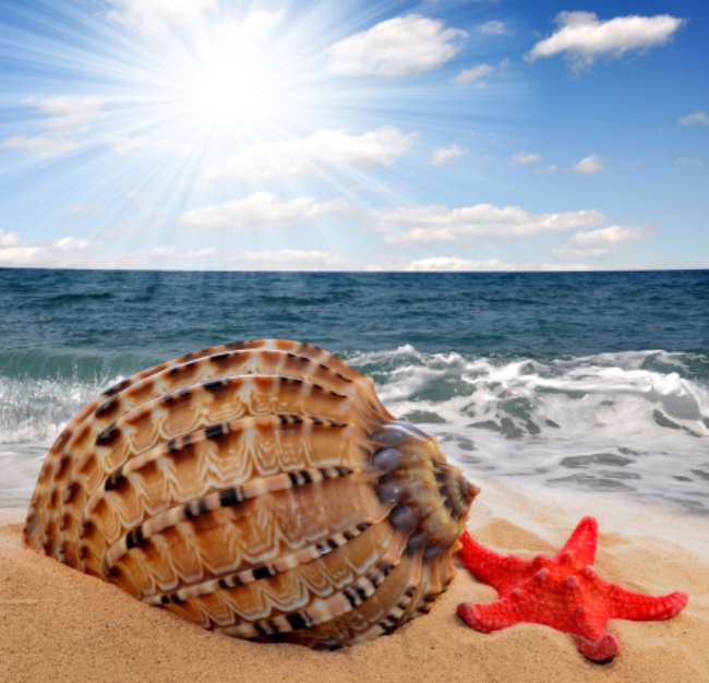 Conch shell with starfish on beach