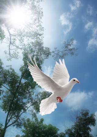 white dove flying