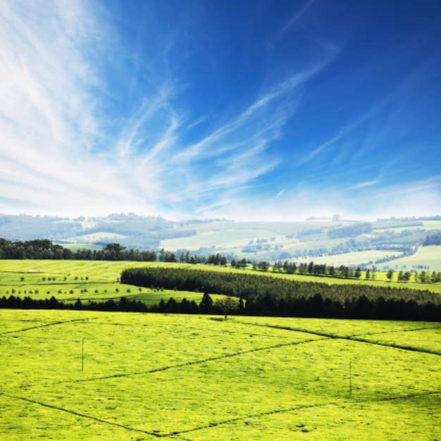 Green field