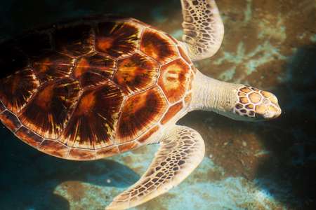 Turtle