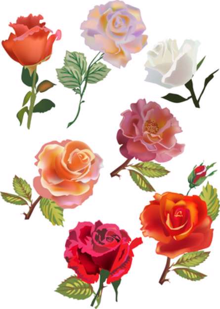 seven isolated roses collection