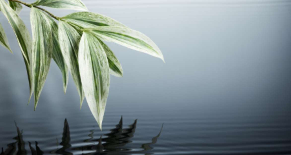 water and leaves