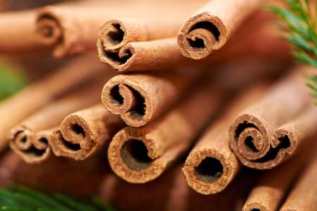 Cinnamomum (close up)