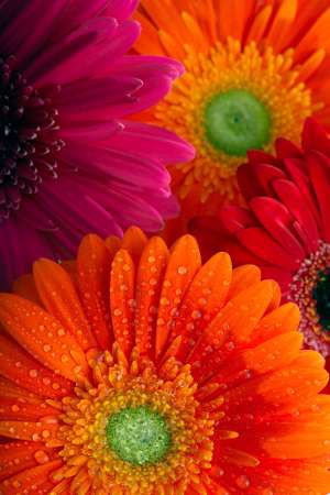 Daisy-gerbera background