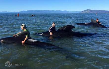 بزرگترین خودکشی جمعی نهنگ‌ها
