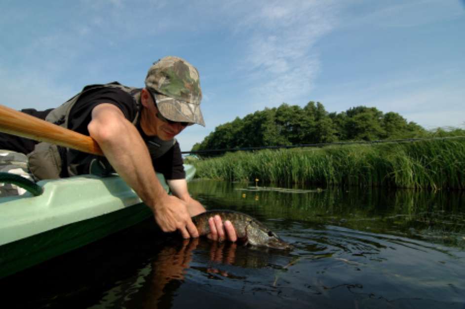 Catch &amp;Release