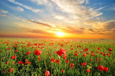 field with poppies