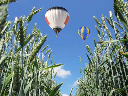 Balloon over a wheat field