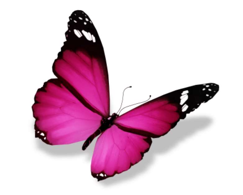 Violet butterfly, isolated on white