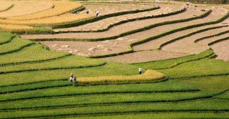 rice field on terraced in mountain. Terraced rice fields in Viet
