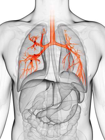 3d rendered illustration of the human bronchi