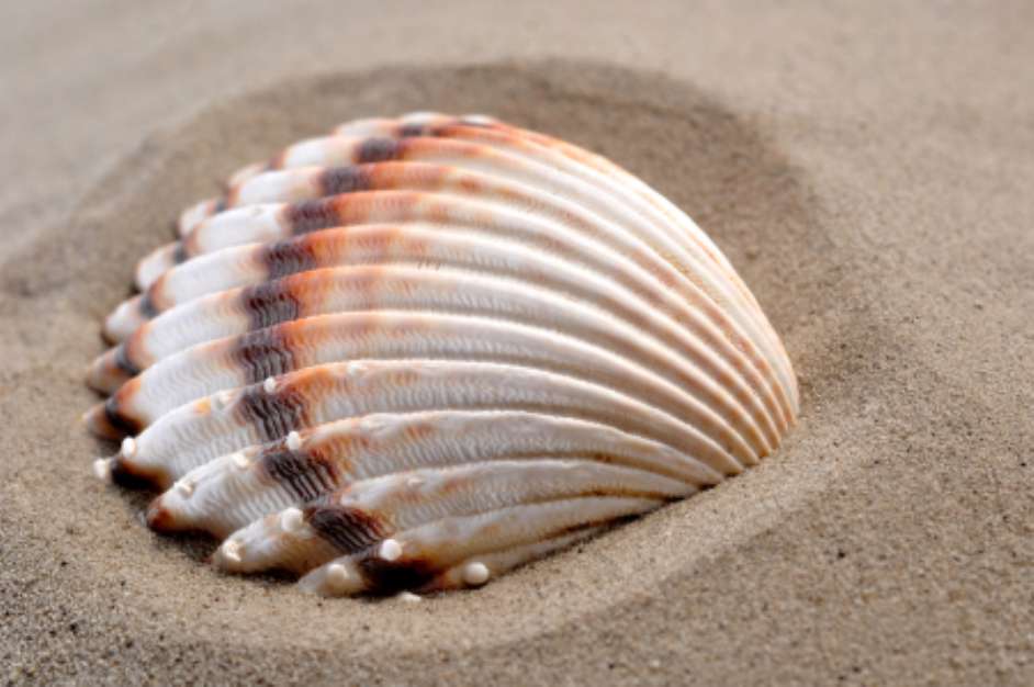 shells on the sand