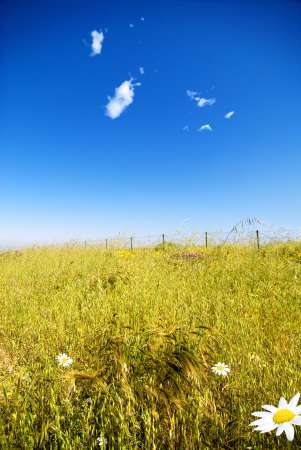 fence in a green field