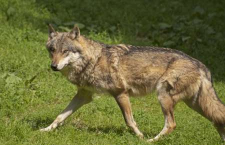 Gray wolf
