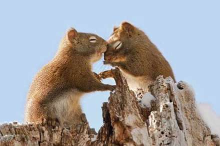 عشق و محبت در میان حیوانات