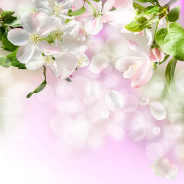 apple blossom