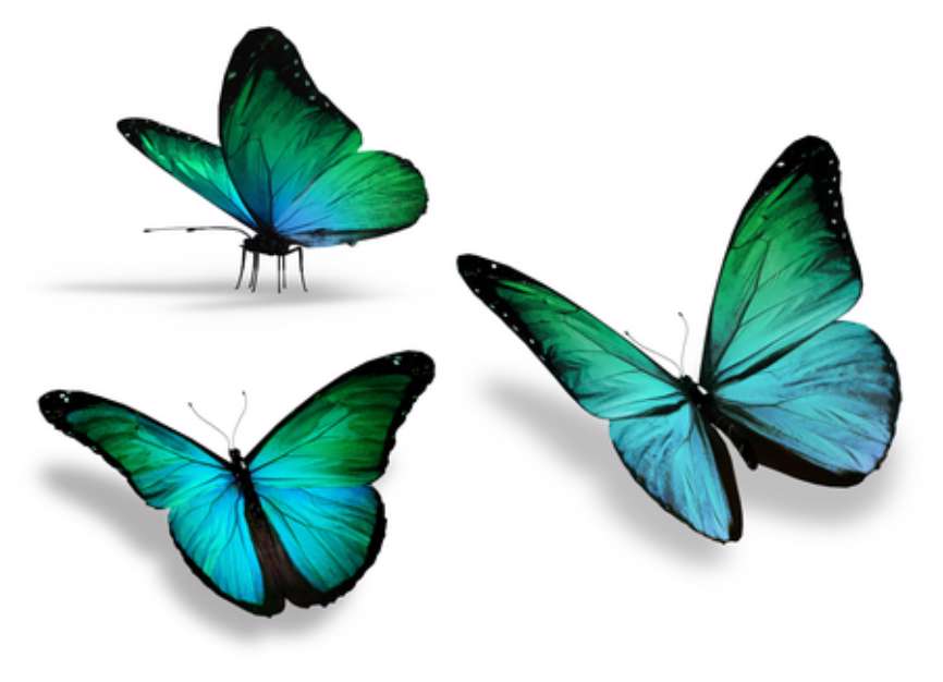 Three turquoise butterfly, isolated on white background