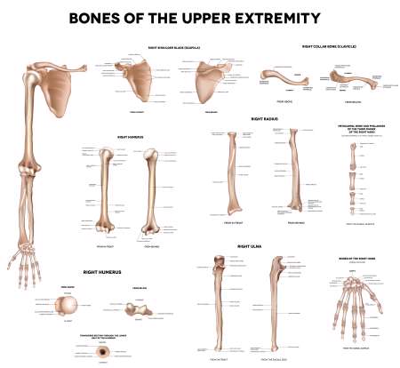 Bones of the upper extremity