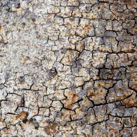 Tree bark background