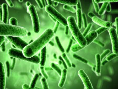 Bacteria