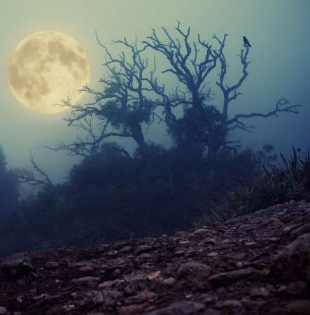 Old spooky tree