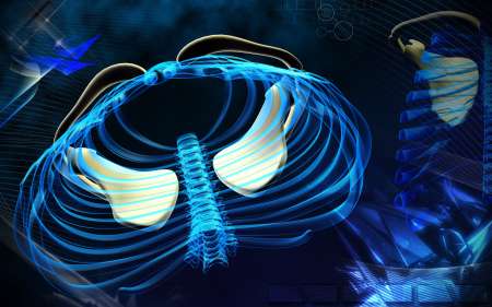 Rib cage