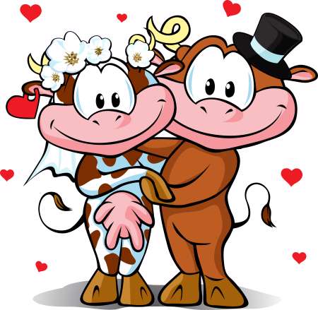 wedding - cow and bull in love