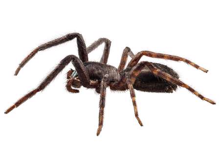 black spider species tegenaria sp