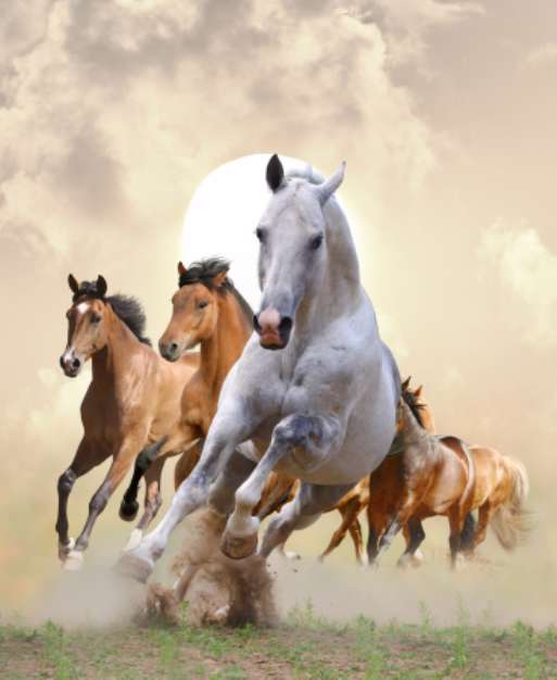 horses in sunset