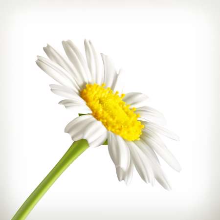Chamomile