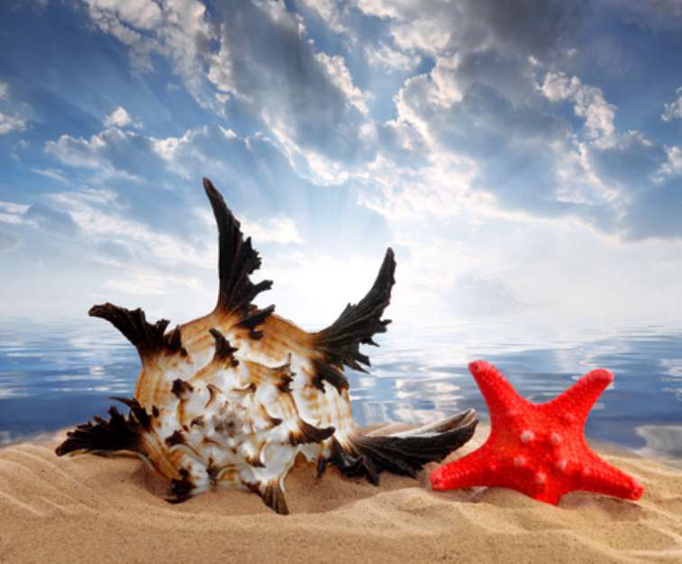 Conch shell with starfish on beach in the sunset