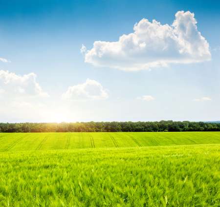 field