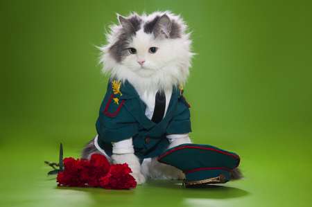 Cat dressed as General