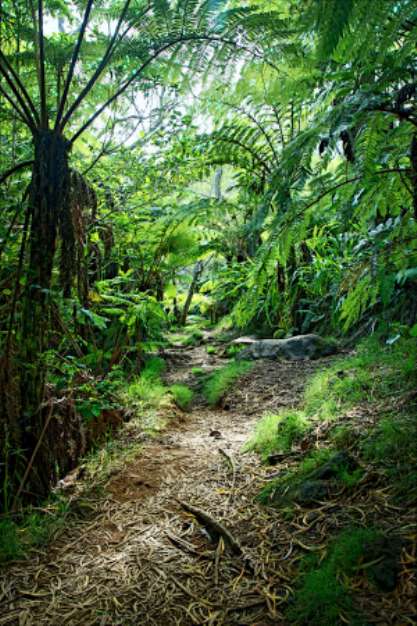 Sentier en forأھt tropicale humide - Rأ©union