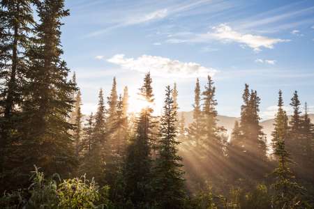 Sunny forest