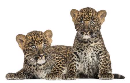 Two Spotted Leopard cubs lying down and sitting - Panthera pardu