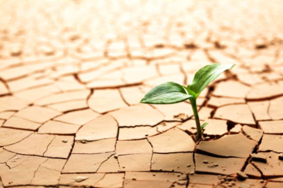 Plant in dried cracked mud