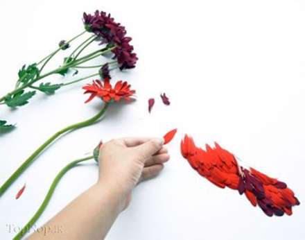 خلق پرنده با گلبرگ