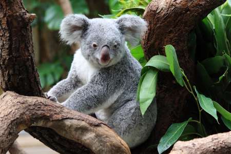Koala