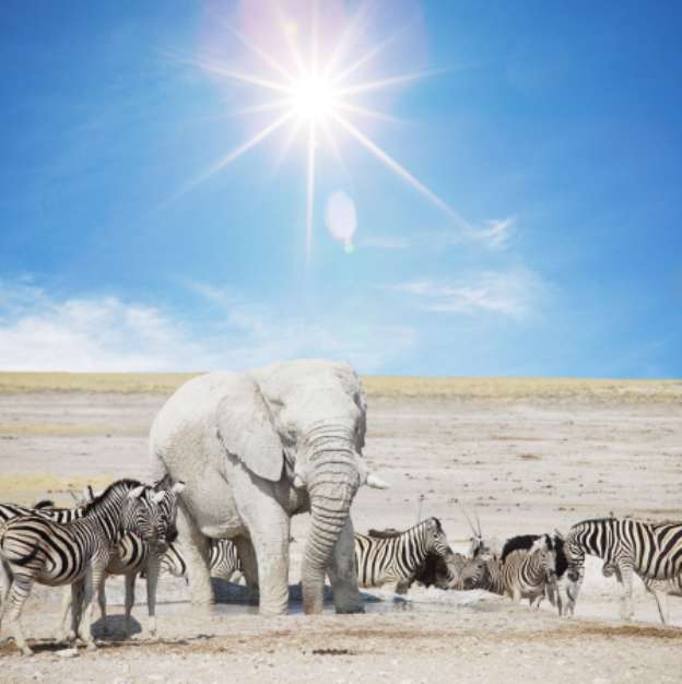 Elephant