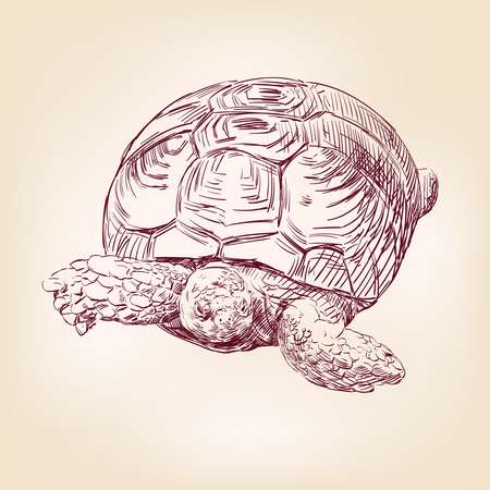 turtle hand drawn