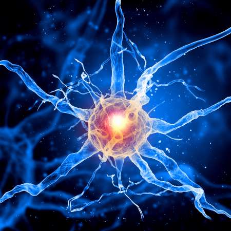 Illustration of a nerve cell