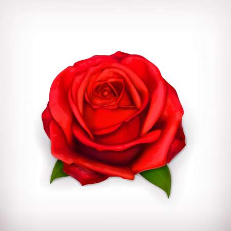 Red rose
